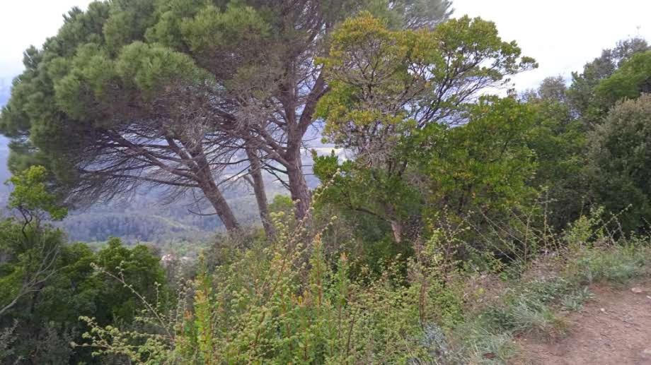La Terraza Otel Banyoles Dış mekan fotoğraf